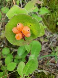 Attēlu rezultāti vaicājumam “Lonicera caprifolium”