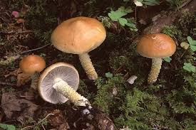 Attēlu rezultāti vaicājumam “Stropharia hornemannii”