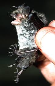 Attēlu rezultāti vaicājumam “Myotis daubentonii”