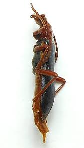 Attēlu rezultāti vaicājumam “Rhamnusium bicolor”