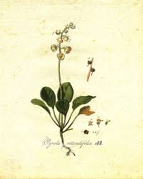 Attēlu rezultāti vaicājumam “Pyrola rotundifolia fruit”