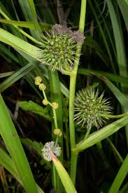 Attēlu rezultāti vaicājumam “Sparganium minimum”