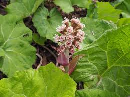 Image result for Petasites officinalis