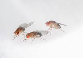 Attēlu rezultāti vaicājumam “Drosophila melanogaster”