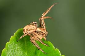 Attēlu rezultāti vaicājumam “Xysticus bifasciatus”