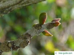 Attēlu rezultāti vaicājumam “Gymnocladus dioicus bud”