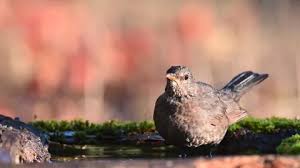 Attēlu rezultāti vaicājumam “Turdus merula juvenile”