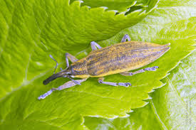 Attēlu rezultāti vaicājumam “Lixus iridis”