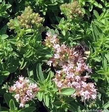 Attēlu rezultāti vaicājumam “Origanum majorana flower”