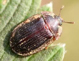 Attēlu rezultāti vaicājumam “Ostoma ferruginea”