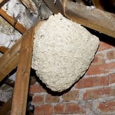 Image result for East Kilbride Wasps