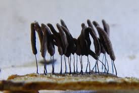 Attēlu rezultāti vaicājumam “Stemonitopsis typhina spores”