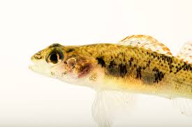 Attēlu rezultāti vaicājumam “Heterotrichia oerstedii (syn. Arcyria oerstedii) young”