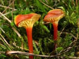 Attēlu rezultāti vaicājumam “Hygrocybe cantharellus”