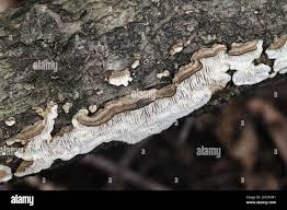 Attēlu rezultāti vaicājumam “Datronia mollis”