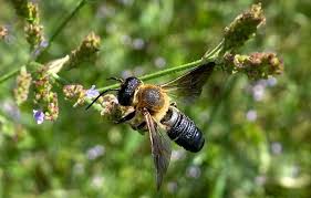 Image result for Boccia In Epsom & Ewell (Bees)