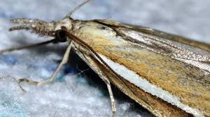 Attēlu rezultāti vaicājumam “Agriphila selasella”