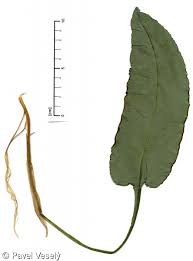 Attēlu rezultāti vaicājumam “Bistorta major fruit”