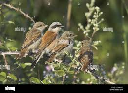 Attēlu rezultāti vaicājumam “Lanius collurio”