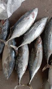 Image result for Katsuwonus pelamis