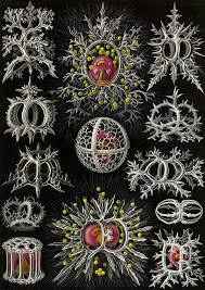 Image result for ernst haeckel