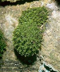 Attēlu rezultāti vaicājumam “Encalypta streptocarpa”