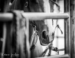Image result for Carman Stables