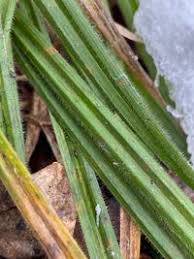 Attēlu rezultāti vaicājumam “Carex pilosa”