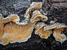 Attēlu rezultāti vaicājumam “Steccherinum bourdotii”