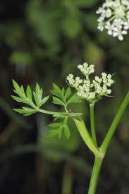 Attēlu rezultāti vaicājumam “Conioselinum tataricum”