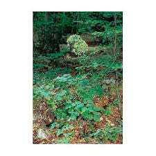 Attēlu rezultāti vaicājumam “Laserpitium latifolium leaf”