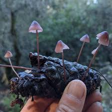 Attēlu rezultāti vaicājumam “Mycena purpureofusca”