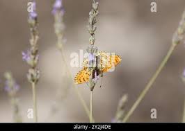 Attēlu rezultāti vaicājumam “Melitaea phoebe underside”