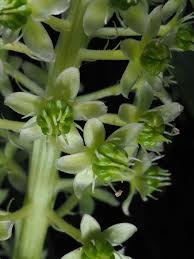 Attēlu rezultāti vaicājumam “Phytolacca acinosa leaf”