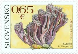 Attēlu rezultāti vaicājumam “Clavaria zollingeri”