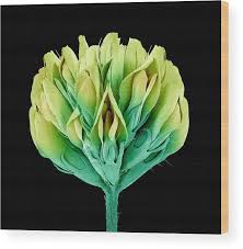 Attēlu rezultāti vaicājumam “Trifolium dubium fruit”