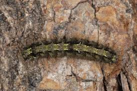 Attēlu rezultāti vaicājumam “Eilema depressa”