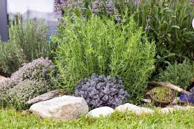 Image result for Ysop