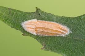 Attēlu rezultāti vaicājumam “Bucculatricidae”