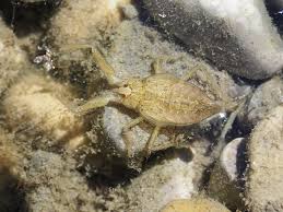 Attēlu rezultāti vaicājumam “Nepa cinerea nymph”