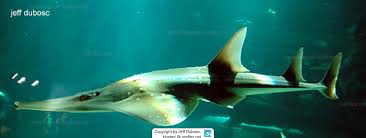 Image result for Rhynchobatus djiddensis