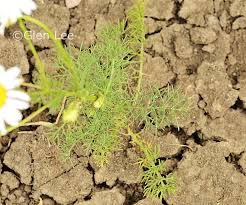 Attēlu rezultāti vaicājumam “Tripleurospermum inodorum leaf”