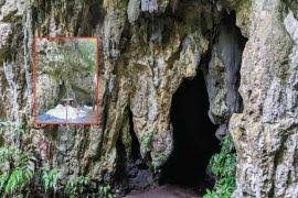 Attēlu rezultāti vaicājumam “Cynodontium strumiferum”