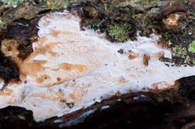 Attēlu rezultāti vaicājumam “Skeletocutis stellae”