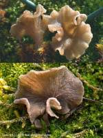 Attēlu rezultāti vaicājumam “Arrhenia spatulata”