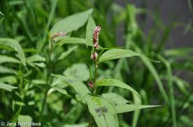 Attēlu rezultāti vaicājumam “Persicaria lapathifolia”