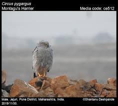 Attēlu rezultāti vaicājumam “Circus pygargus”