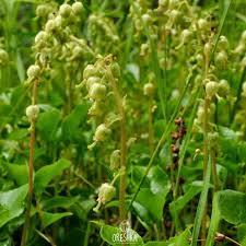 Attēlu rezultāti vaicājumam “Orthilia secunda fruit”