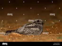 Attēlu rezultāti vaicājumam “Caprimulgus europaeus adult”