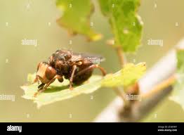 Attēlu rezultāti vaicājumam “Sicus ferrugineus”